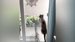 ????Funny Dogs And Cats Videos ???? - Best Funny Animal Videos 2023 ???????? 3
