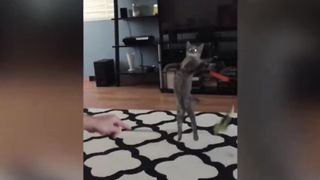 Trending Funny Animals ???? Funniest Cats and Dogs ????????Funny shorts Videos ????????