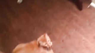 New Funny Animal Videos 2023 ???? - Funniest Cats And Dogs Video trending viral videos...Funny Funny 3