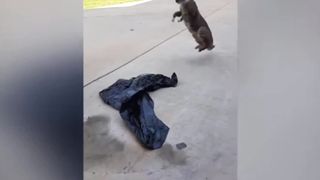 ????New Funny & Cute Cats Show???? Funny Animals Shorts Clips ????Trending Videos ????
