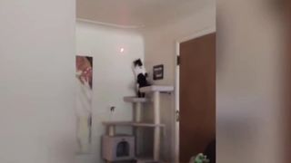 New Trending Funny Cats And Dogs Videos Funniest Cats And Dogs Videos Funniest Animals 2023 .... 6