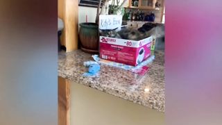 ????????Fun With Cats : Best Funniest Cats And Dogs???? Videos New Animals Funny Videos Funny Clips????????