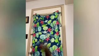 New Funny Cats Videos Try Not To Laugh 2023 Trending Funny Cats Video 2