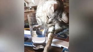 Cat Comedy Central : The Ultimate Funny Cats Video Trending Funny Cats Videos watch the video.... 4