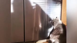 Funny animals - Funny cats and dogs -Funny animals videos trending Funny cats videos… 4