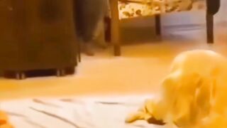 Funny animals video 18