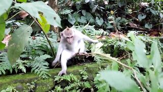 Monkey 21