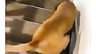 Most Funny video 4