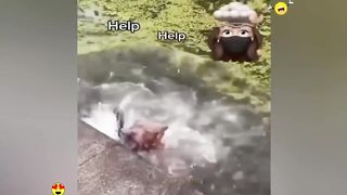 Random Funny Videos |Try Not To Laugh Compilation | Cute People And Animals Doing Funny Things 19