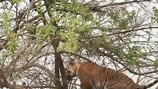 Trying to Catch the Tiger Monkey