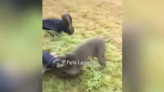 Funiest Cat and Dog, newest