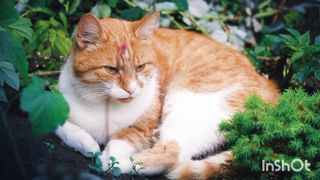 Butyfull cat