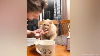 FUNNIEST cat videos 2023
