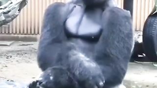 Orang utan 2