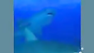 Silly animal tik tok compiletion