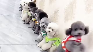 Cute dogs love playing ????
