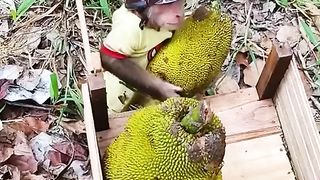 Meet the cute monkey that can do housework!