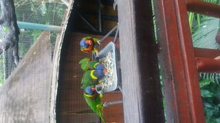 The Colony