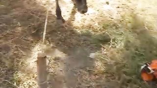 Snake attack on calf jogi at time Catch Snake