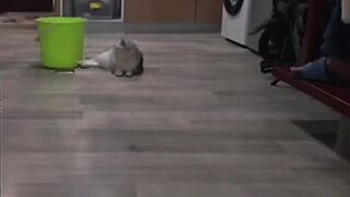 Cats fleep the bottle