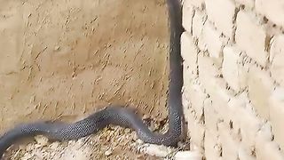 Snake farmer and Snake going on wall and Snake Charmer see him