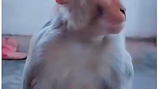Funny Monkey reaction