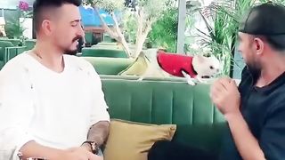 Funny | "How Dare You Touch My Hooman" Drama | FunFM