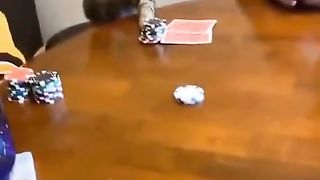 Funny | Cat Going All In: Feline Antics | FunFM