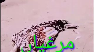 Murghyaa tetarchkootar