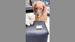 funny dog 18