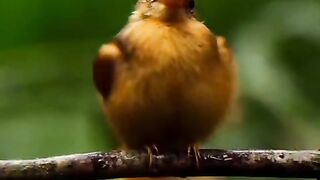 Top 100k beautiful Birds   ????#amazing #talawat #quran #nature