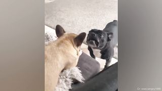 I would die laughing for these FUNNIEST Dogs ????