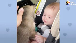 Baby Husky Grows Up With Baby Girl And They Do Everything Together | The Dodo Soulmates