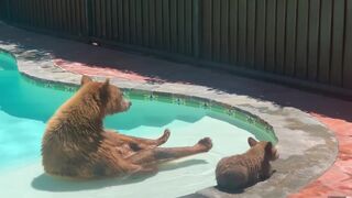 A bear with a bear cub swim in the pool