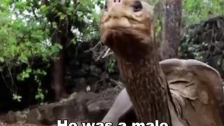 The Loneliest animal in the world