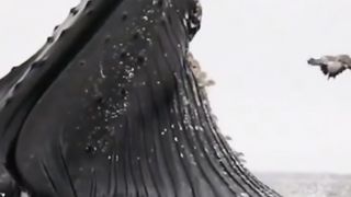 Big Whale Fish....