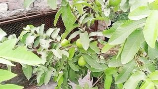 اتنے بڑے پودے پہ پھل انا کیوں بند ہوا