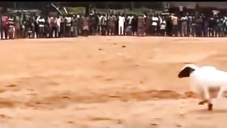Animal killer