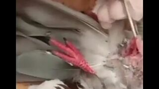 Pigeon Dissection