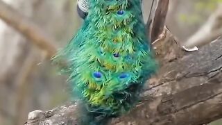 Beautiful Birds 3