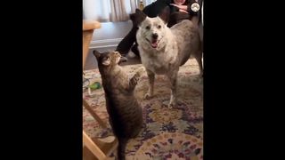 Funny clip 92