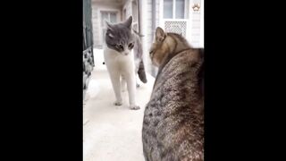 Funny clip 3 4