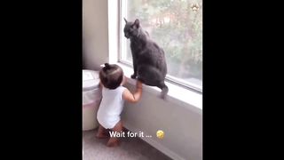 Cat's Circus Performance: Roll, Jump, and Disappear!