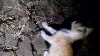 Animal lovers