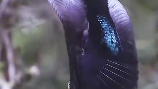 BEAUTIFUL BIRTS