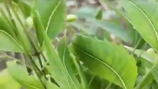 खाली पेट नीम पत्तियों के खाने के फायदे