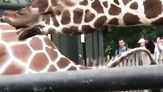 trending so funny animals videos ????