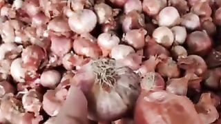 आज का प्याज मंडी भाव 2