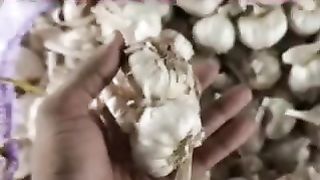 आज का लहसुन मंडी भाव