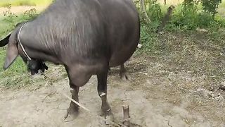 दूध बढ़ाने का संतुलित आहार